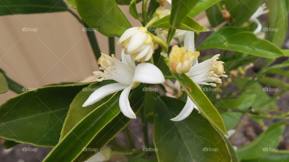 Orange blossom flowers