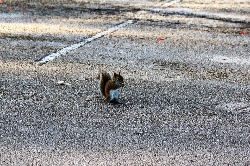 Squirrel enjoying lunch 