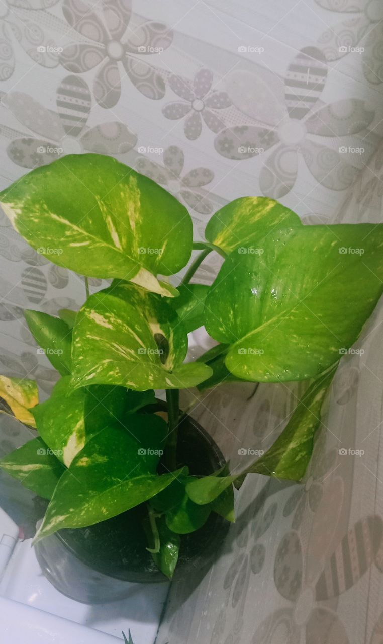 Indoor plant
