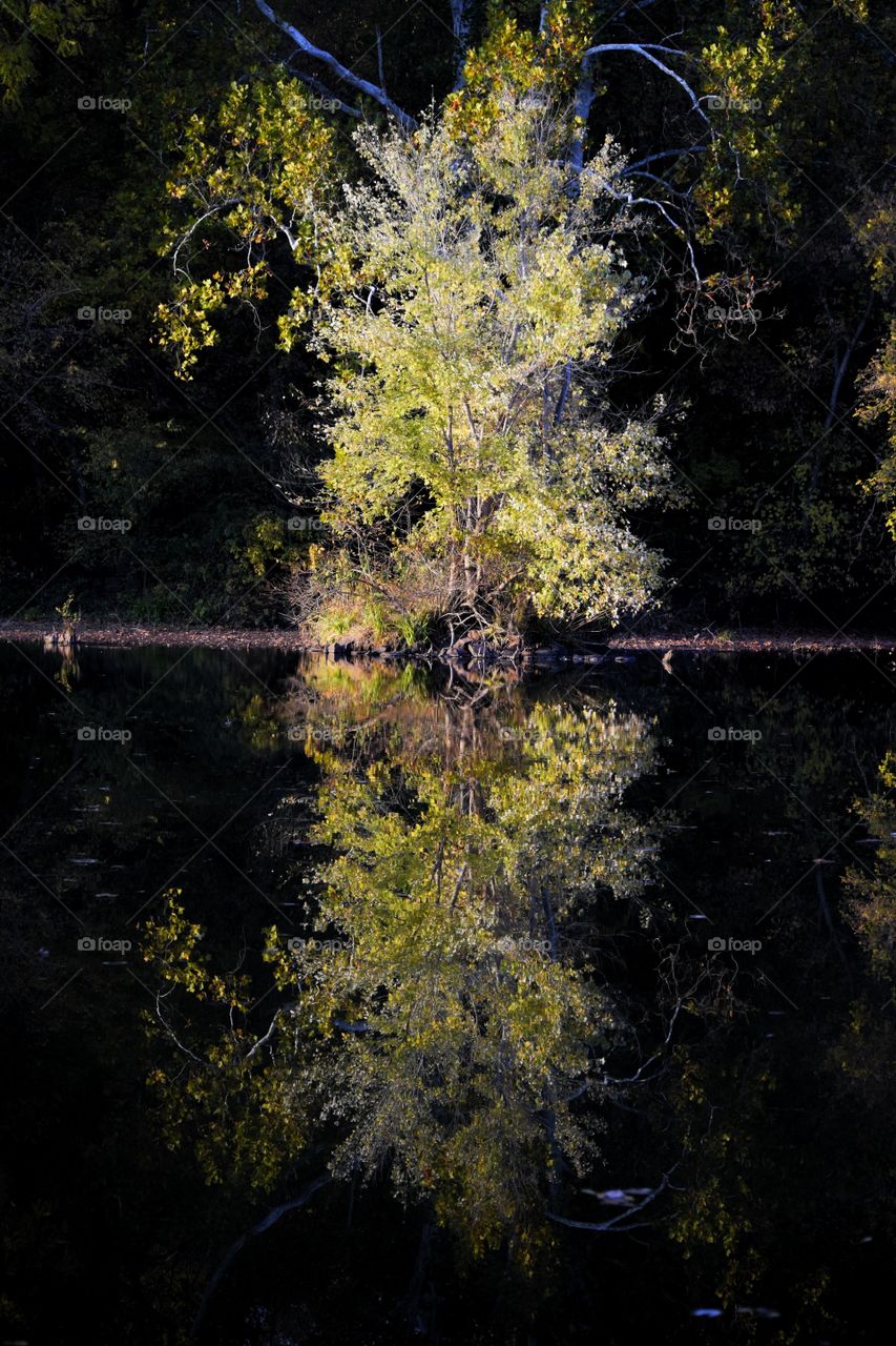 Reflection of Fall