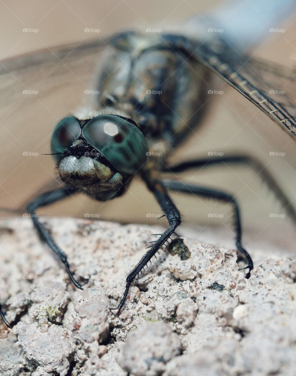 Macro of dragonfly eyes