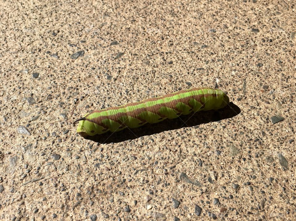 caterpillar on stone floor
