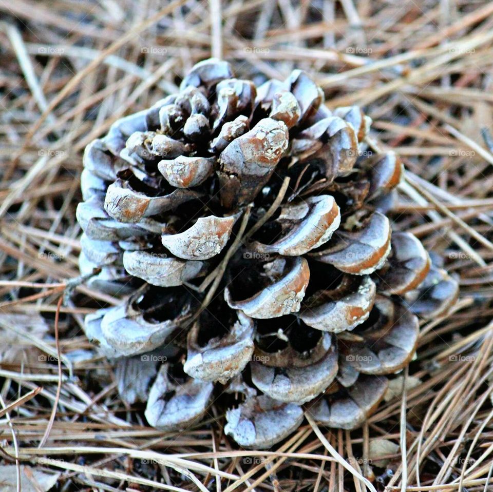 Nature, Cone, Wood, Season, Fungus