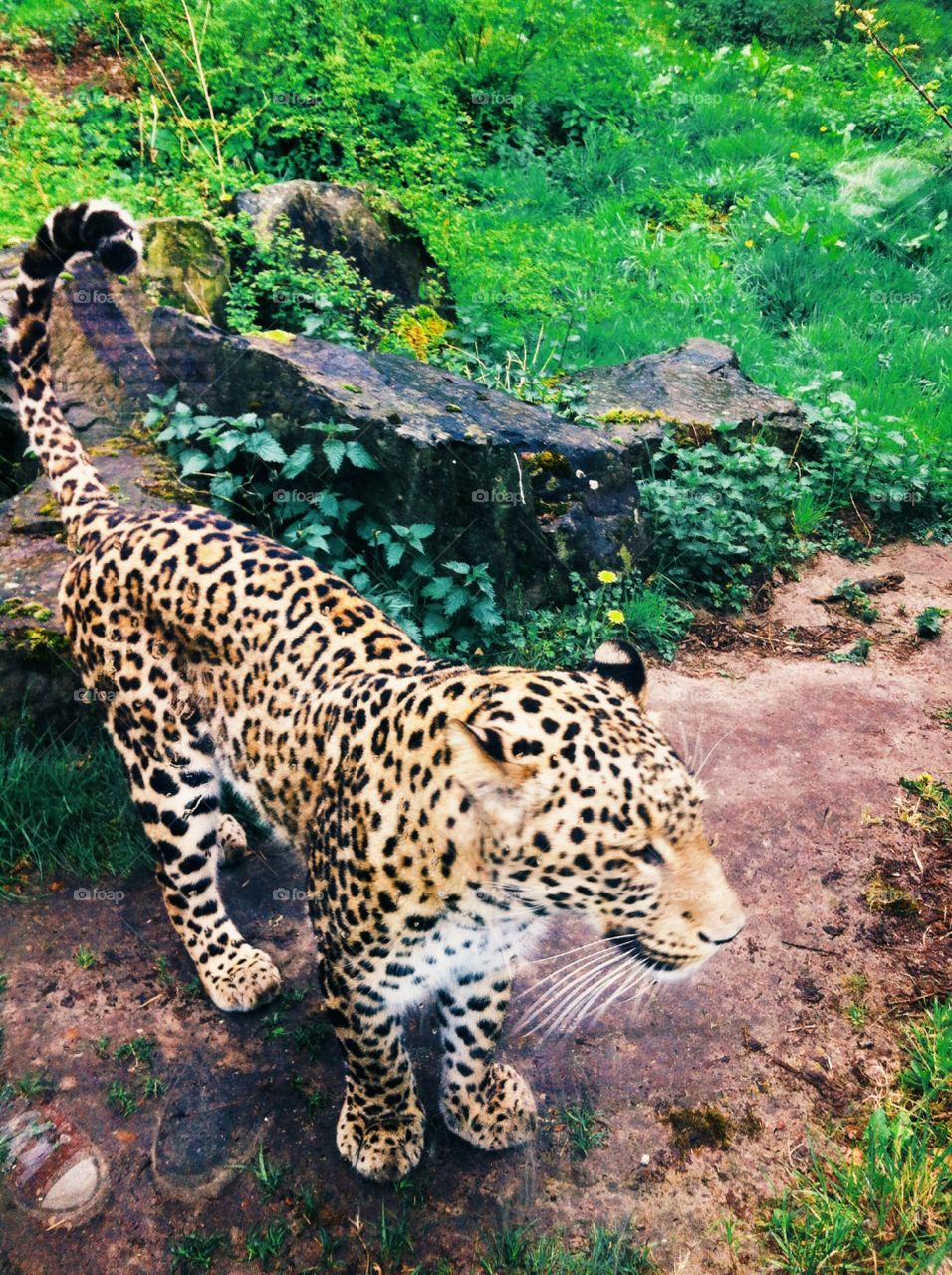 Leopard