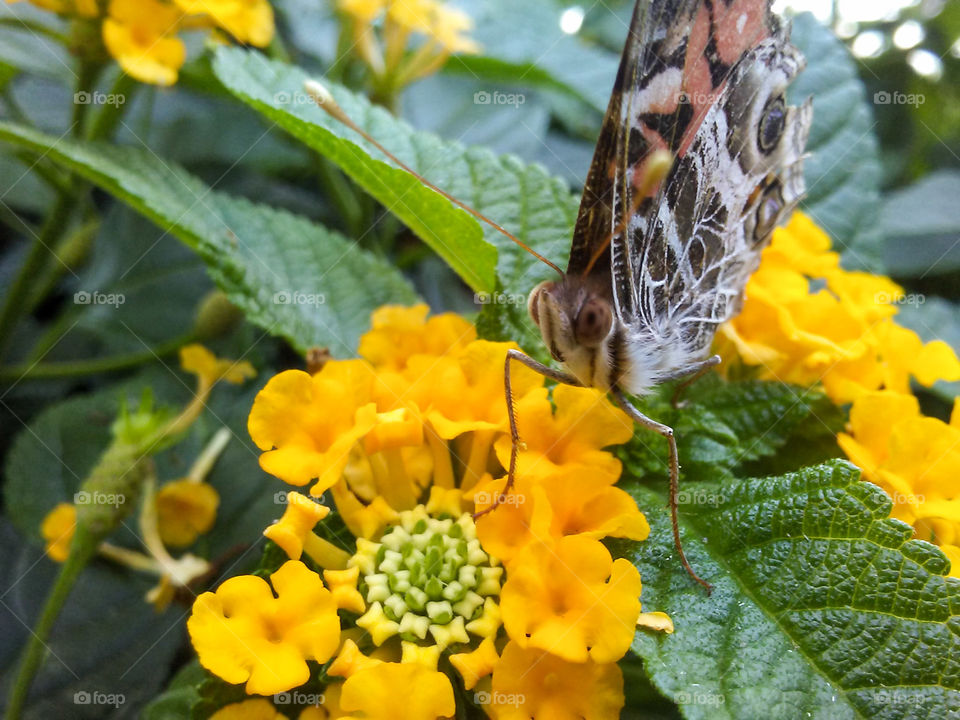 Butterfly perched on leaves and a yellow flower