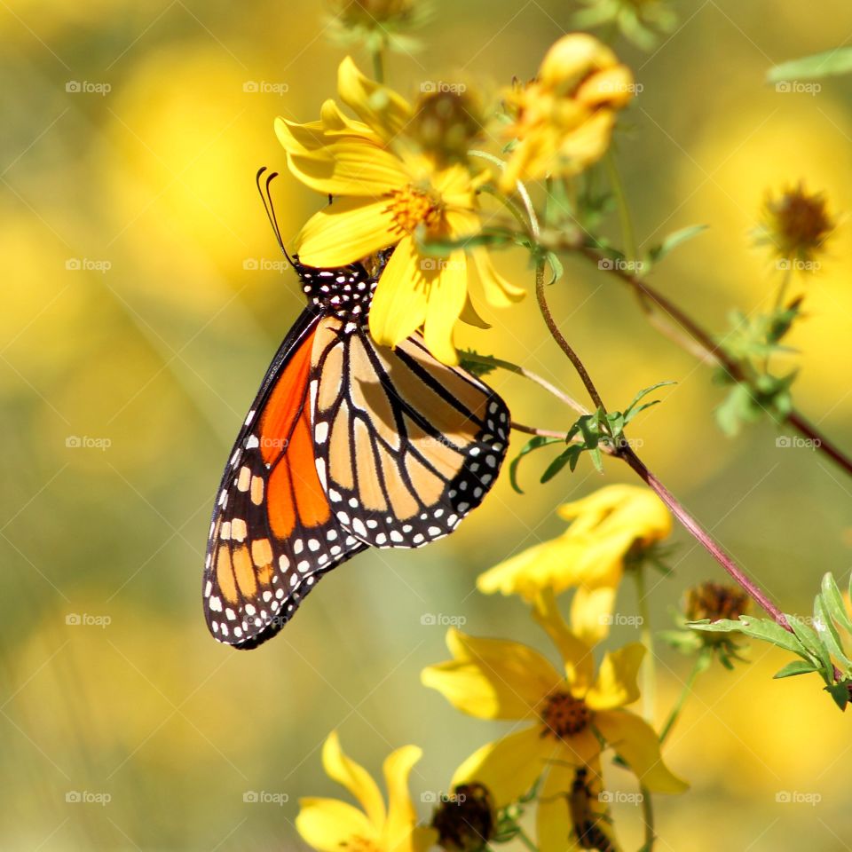 Beautiful butterflies 