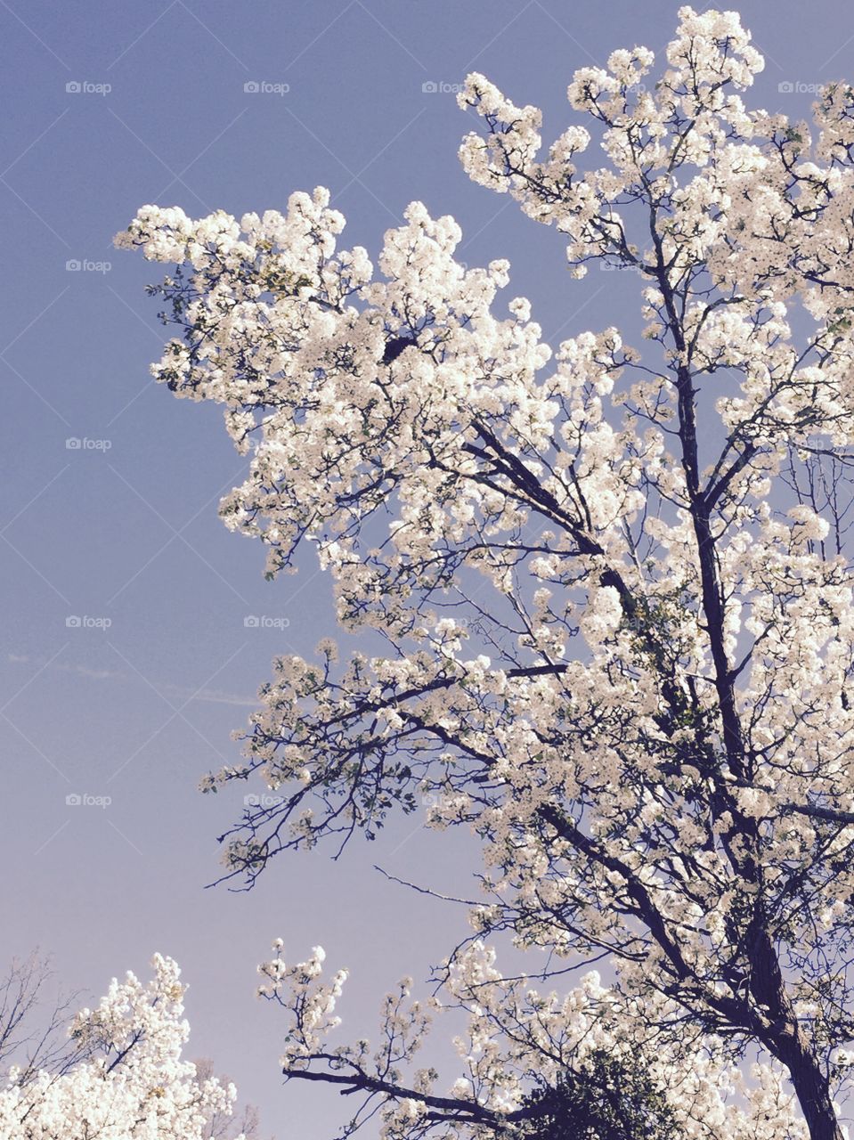 Tree in spring . White blossoms on a blue sky