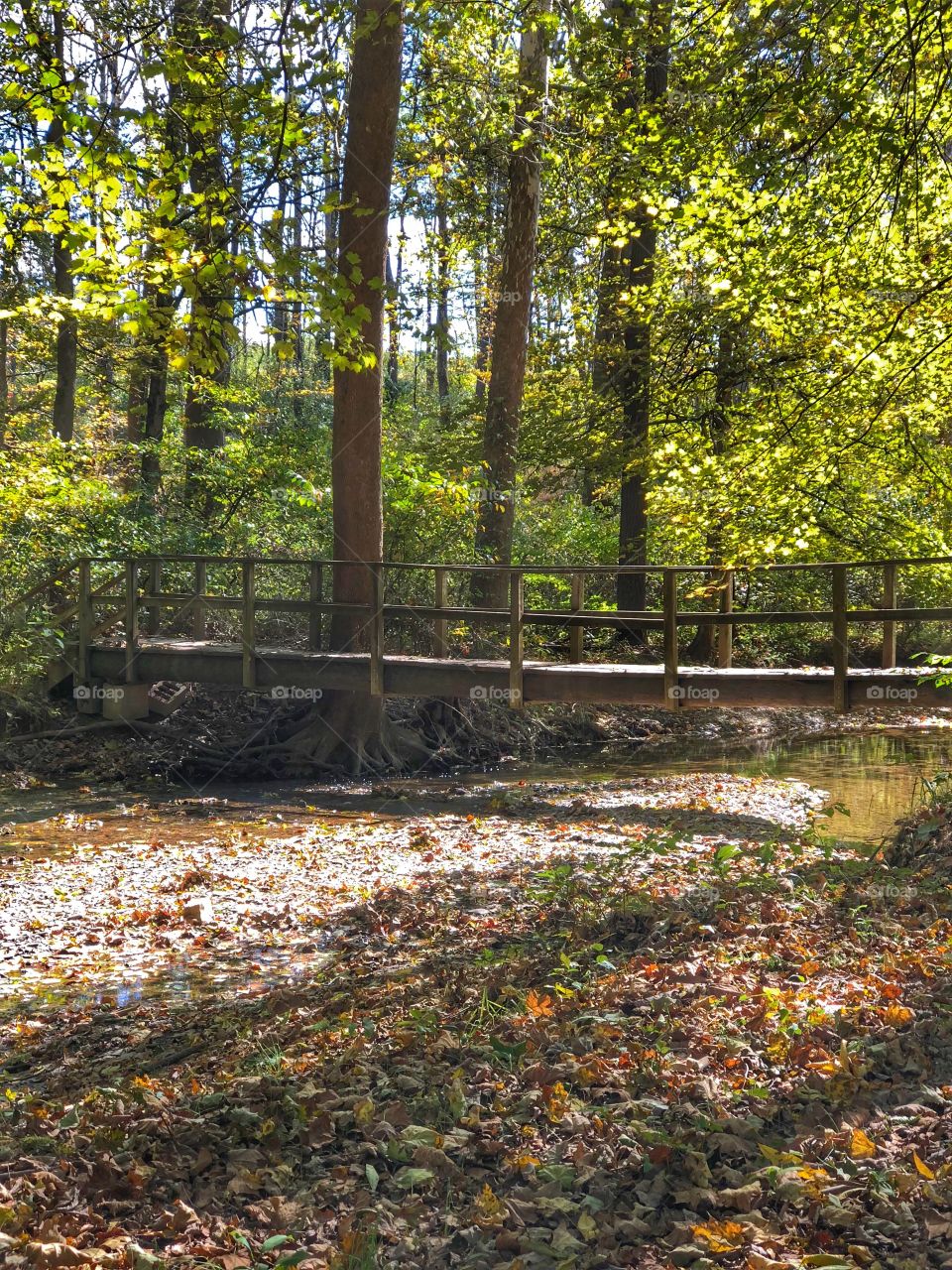 Bridge in the woods