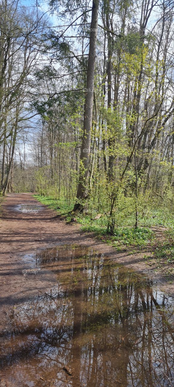 Waldweg