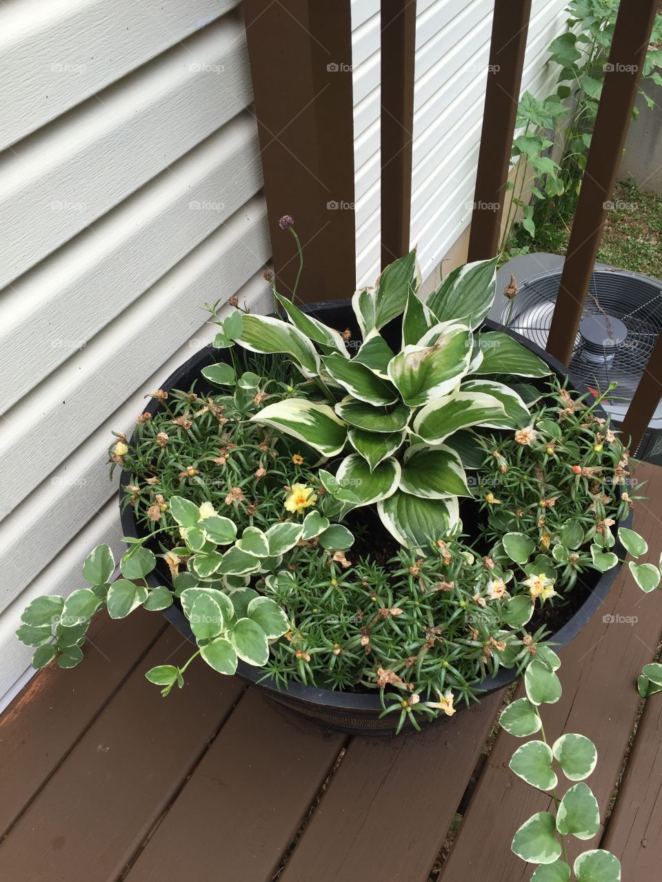 Pot, Flora, Leaf, Houseplant, Flower