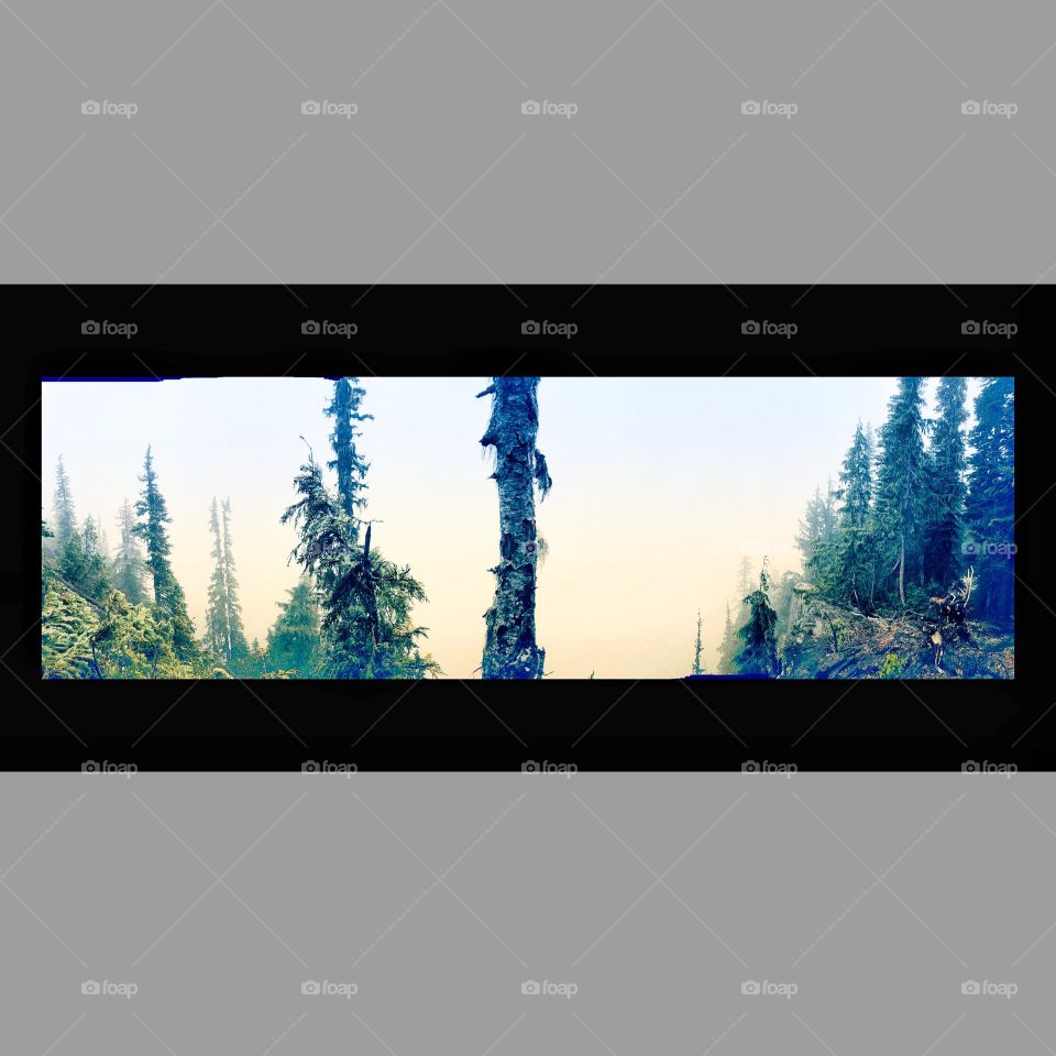 Go Wild, For A While 