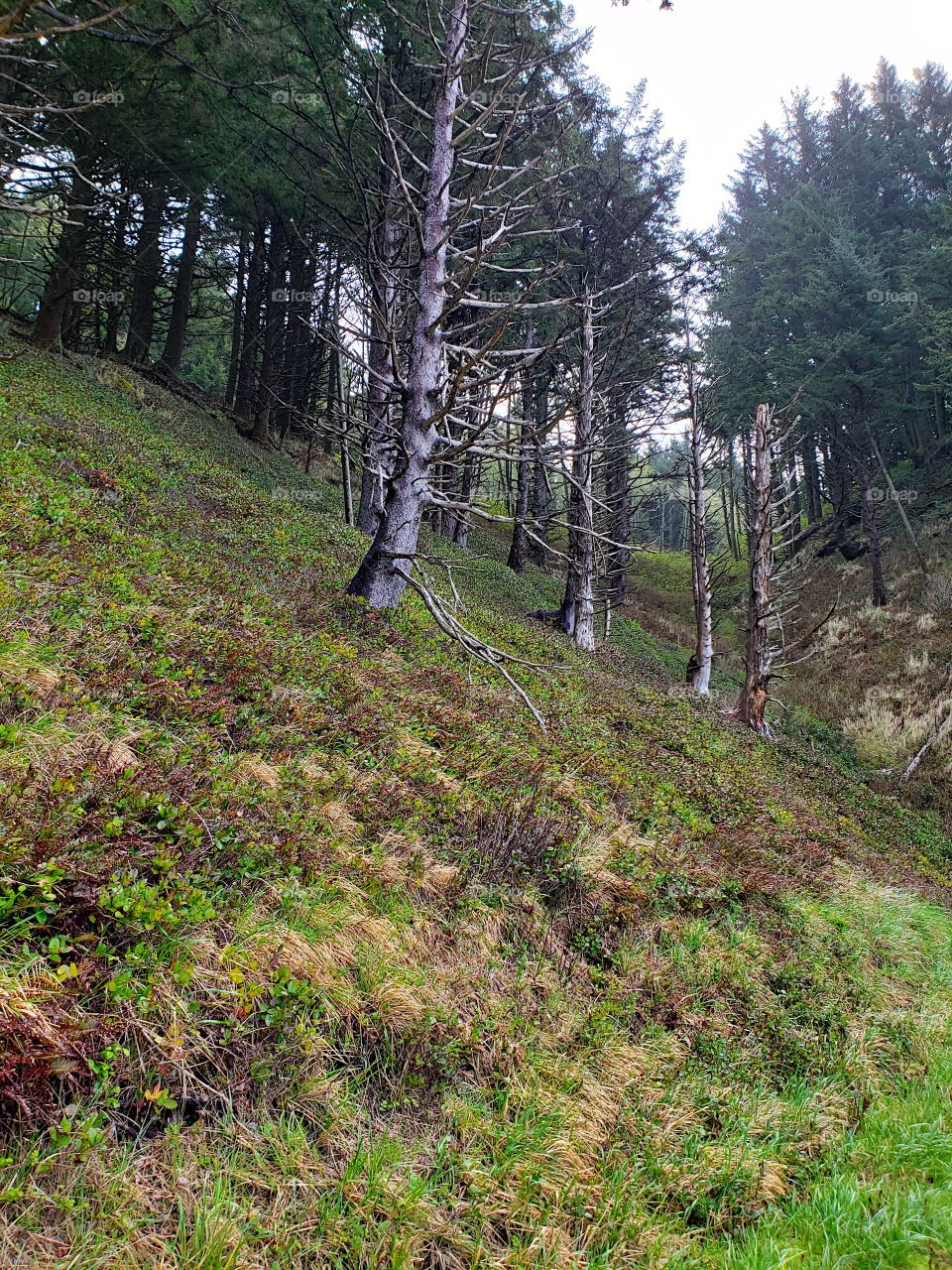 Dead spruce trees on a steep coastal hill provoke an eerie feel in a light fog. 