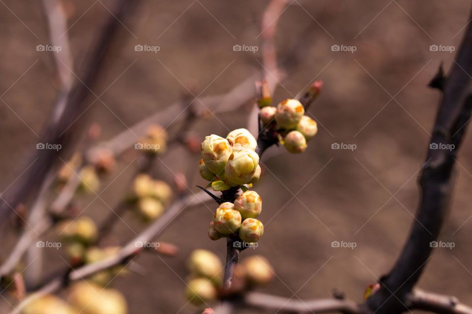 buds in a tree, waiting to bloom and enchante us with their beauty these spring