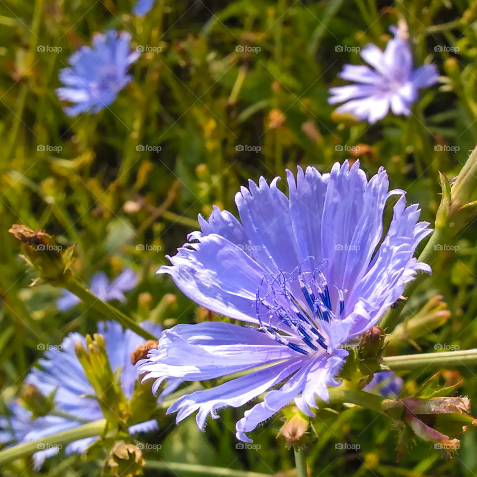 Chickory