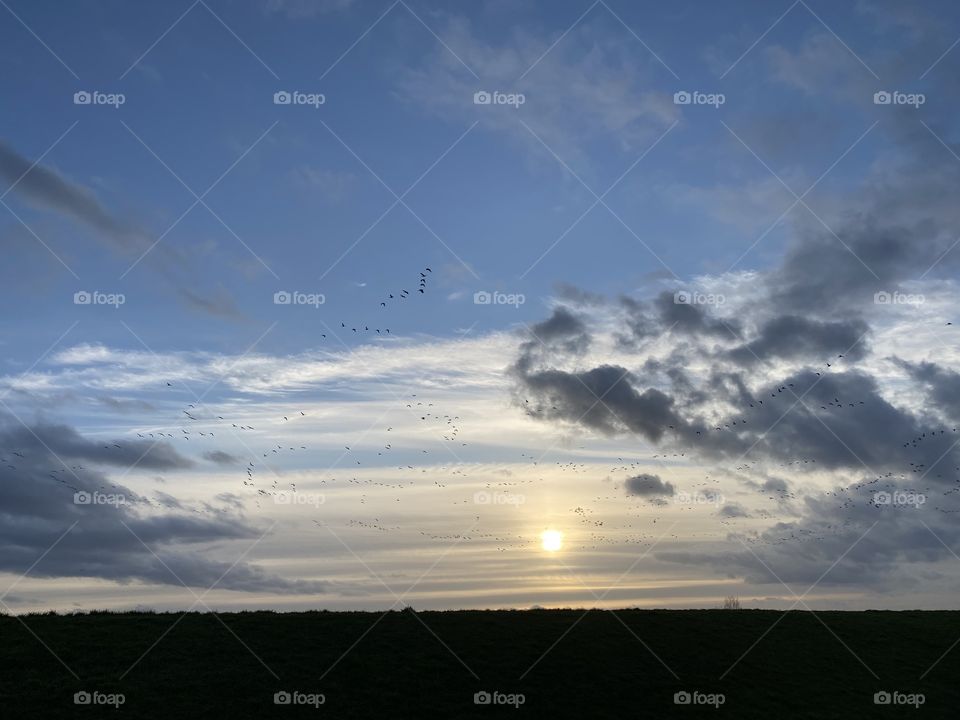 Gänse am Himmel