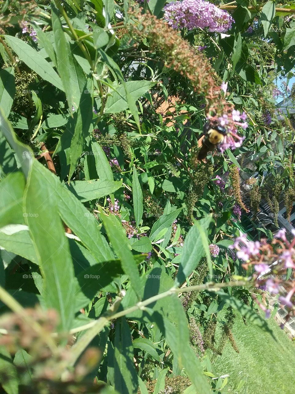 Bees on the butterfly bush