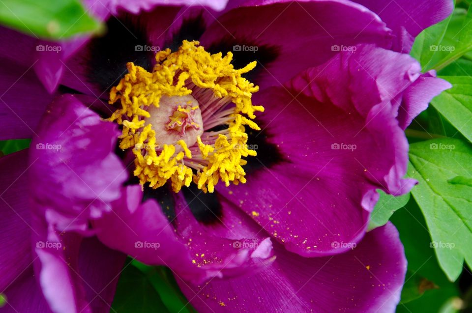 Close-up of purple peony flower