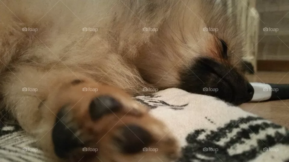 big paws