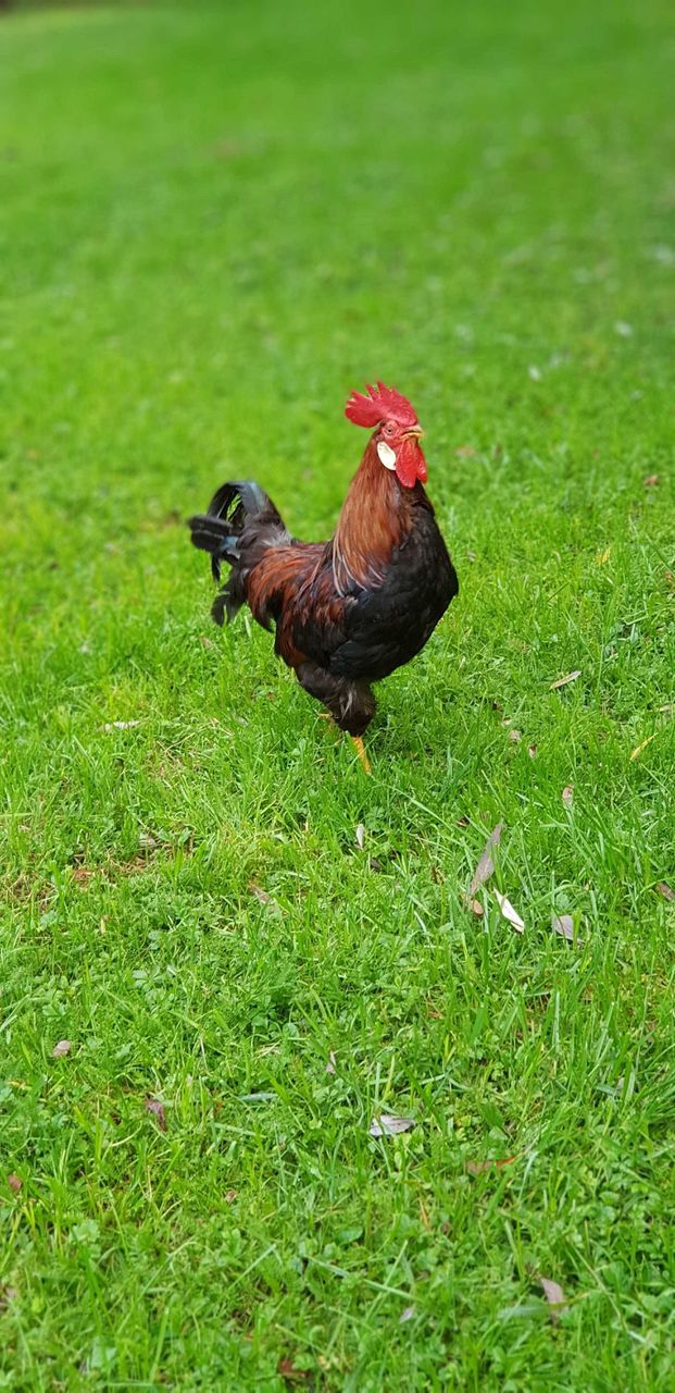 rooster