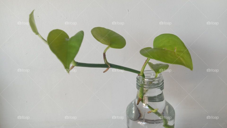 Plants are grown in used bottles