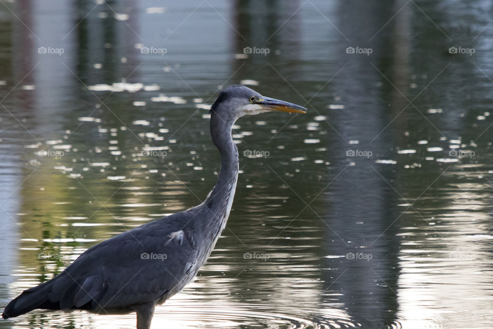 Heron in Sweden , häger gråhäger Sverige 