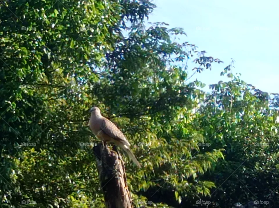 Nature