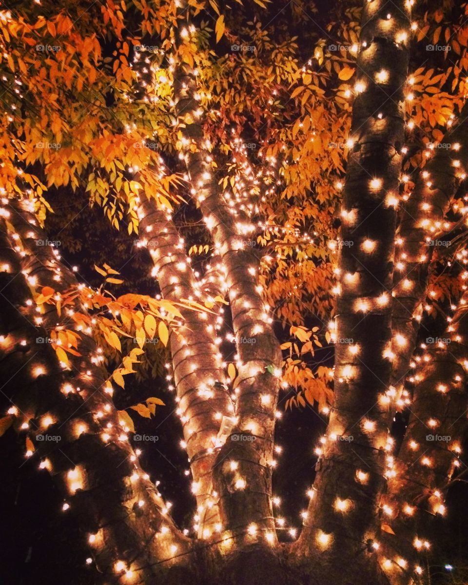 Illuminated tree with white Christmas lights and orange leaves
