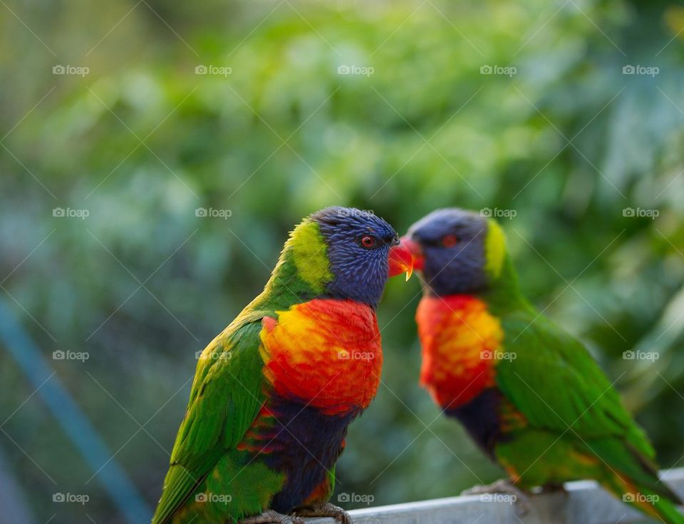 Close-up of two parrot