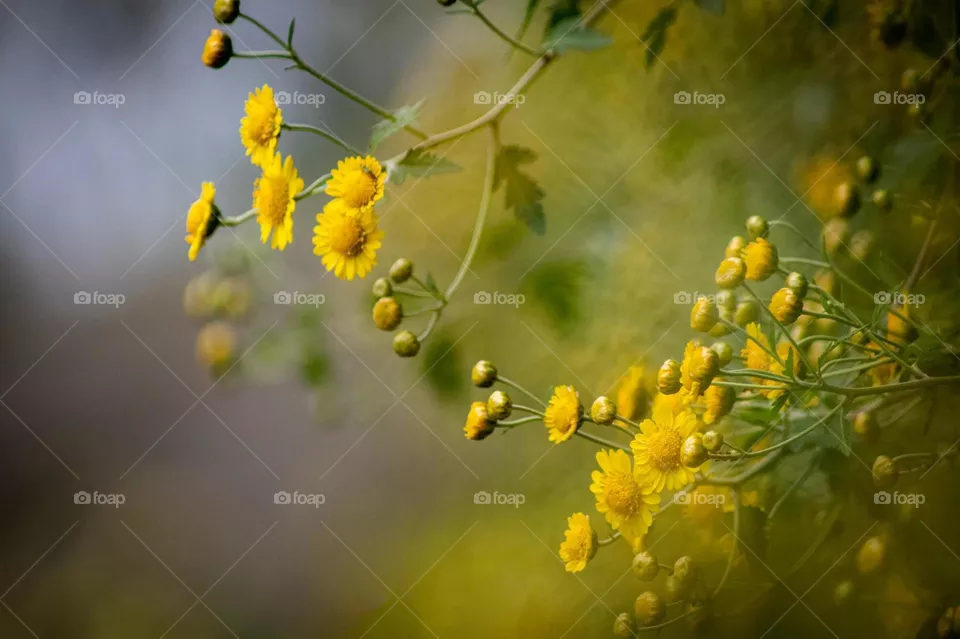 Beautiful flowers in bloom