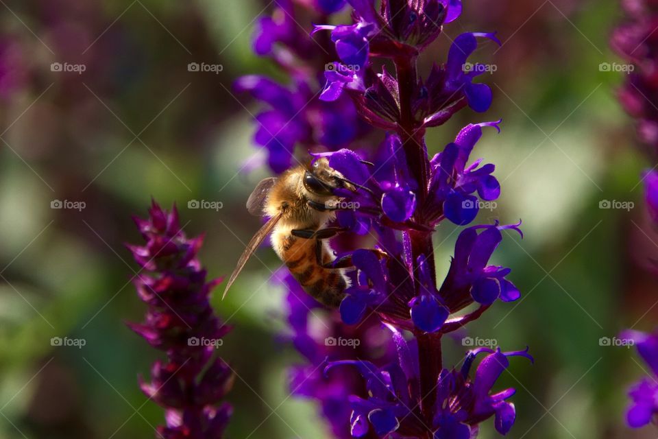 beautiful little bee