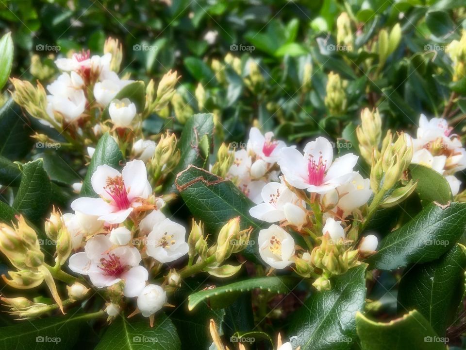 White flowers, called rhaphiolepis are blooming.