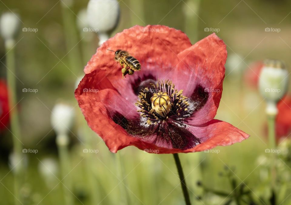 A honey bee, dusty with pollen flies around a bright red poppy
