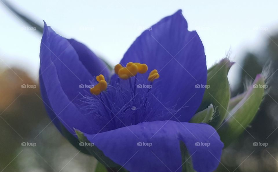 Macro shot of flower