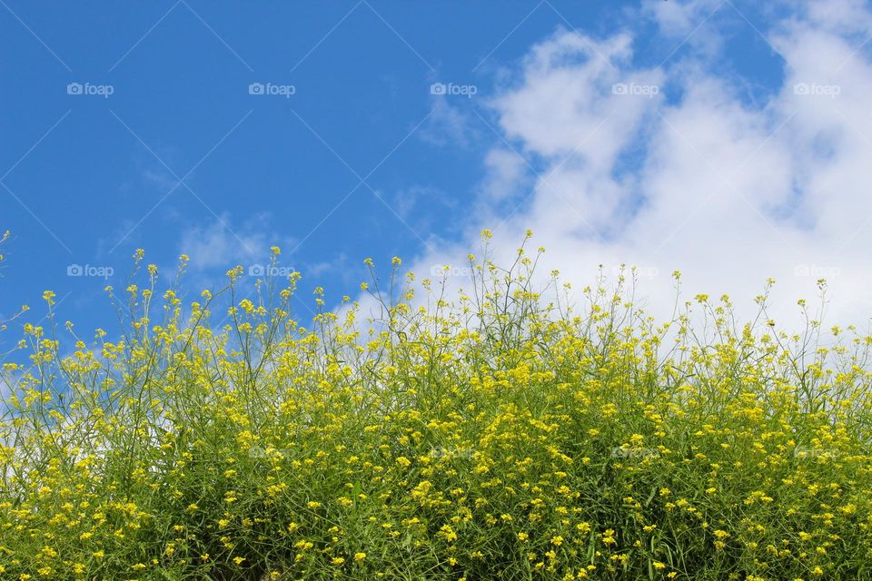 View of blooming Canola with lovely tiny yellow flowers.  Blue sky with white clouds in the background