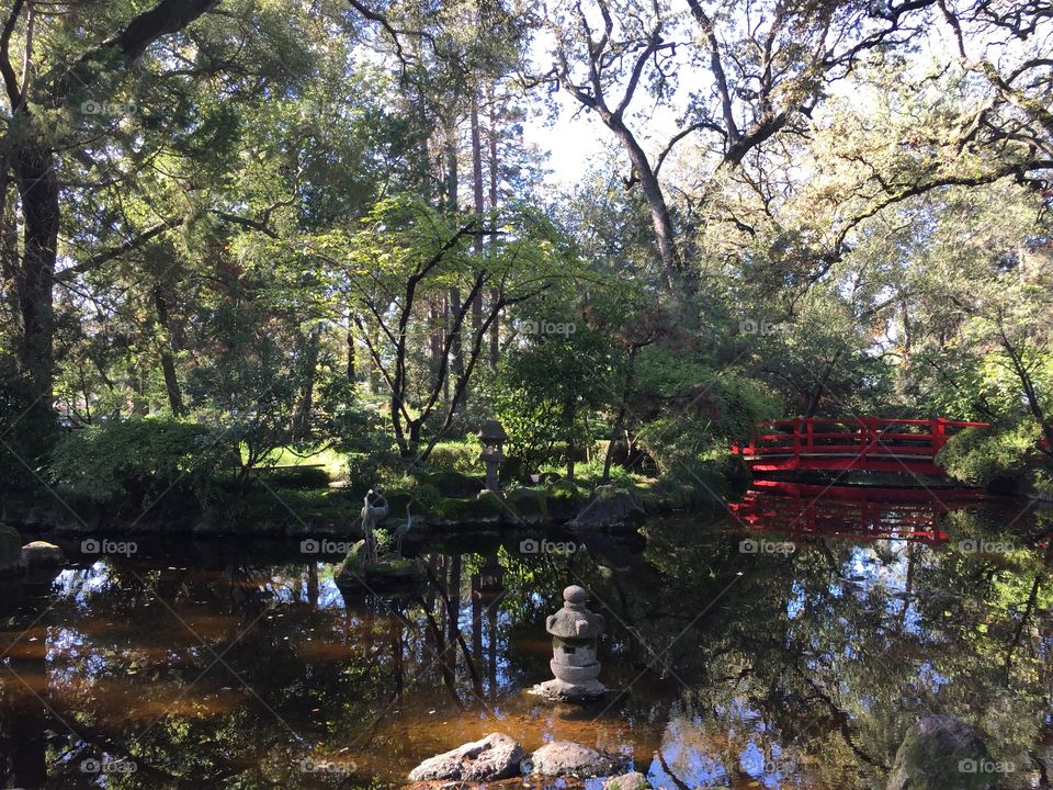 Micke Grove Japanese Tea Garden