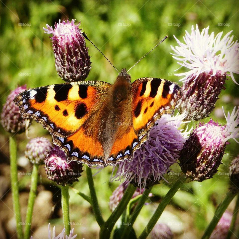 Close-up of a butterfly on flower