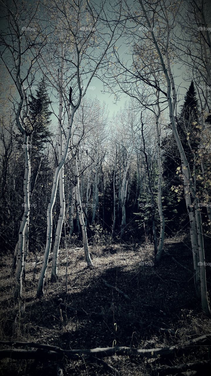 Through the Trees. a stand of aspens leads away up a hill.