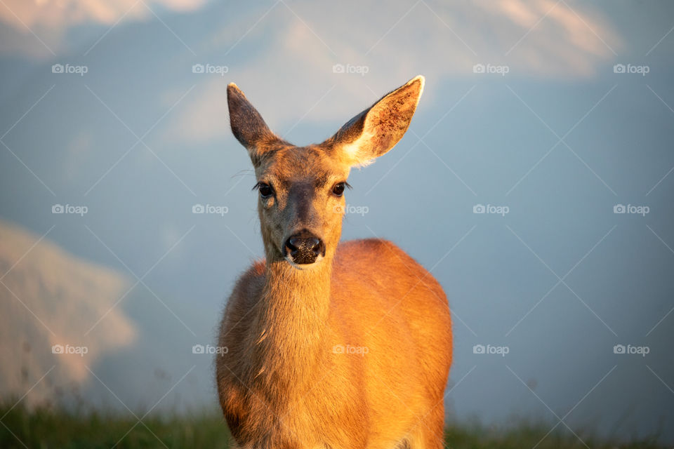 A female deer looking towards the camera as sunsets at Mount Ranier National Park 