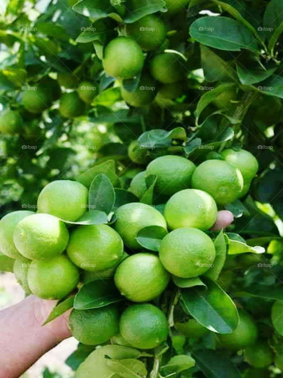 ECUADORIAN LIME LEMON.