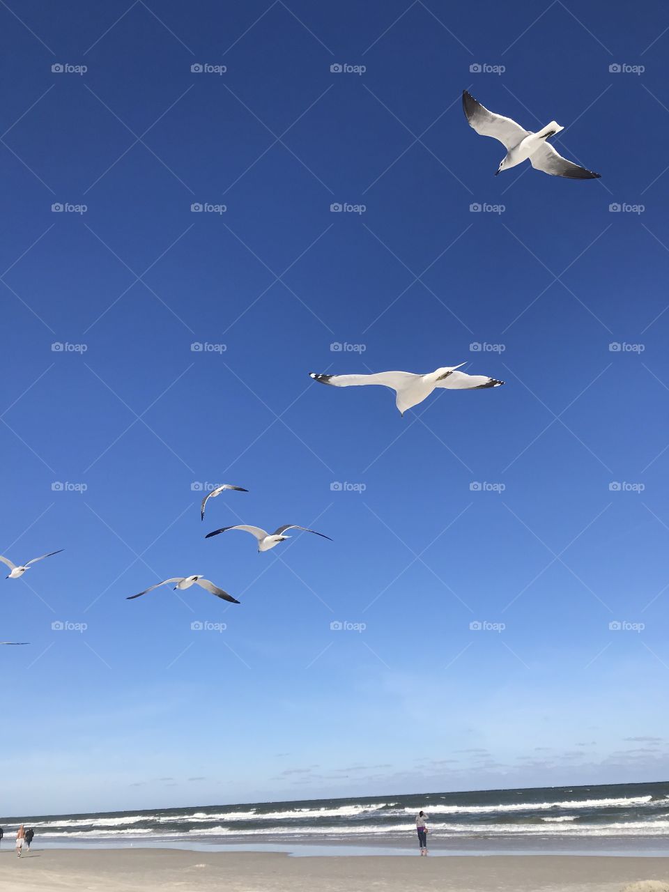 Seagulls, Bird, Flight, Sky, Water