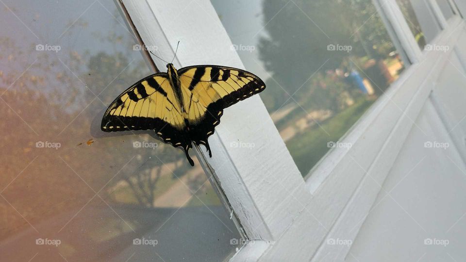 yellow butterfly on a window