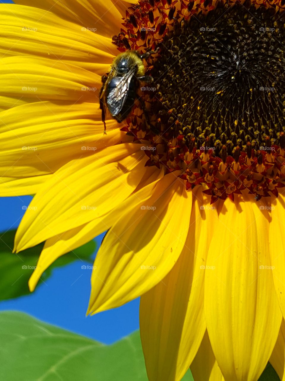 Bee on sunflower