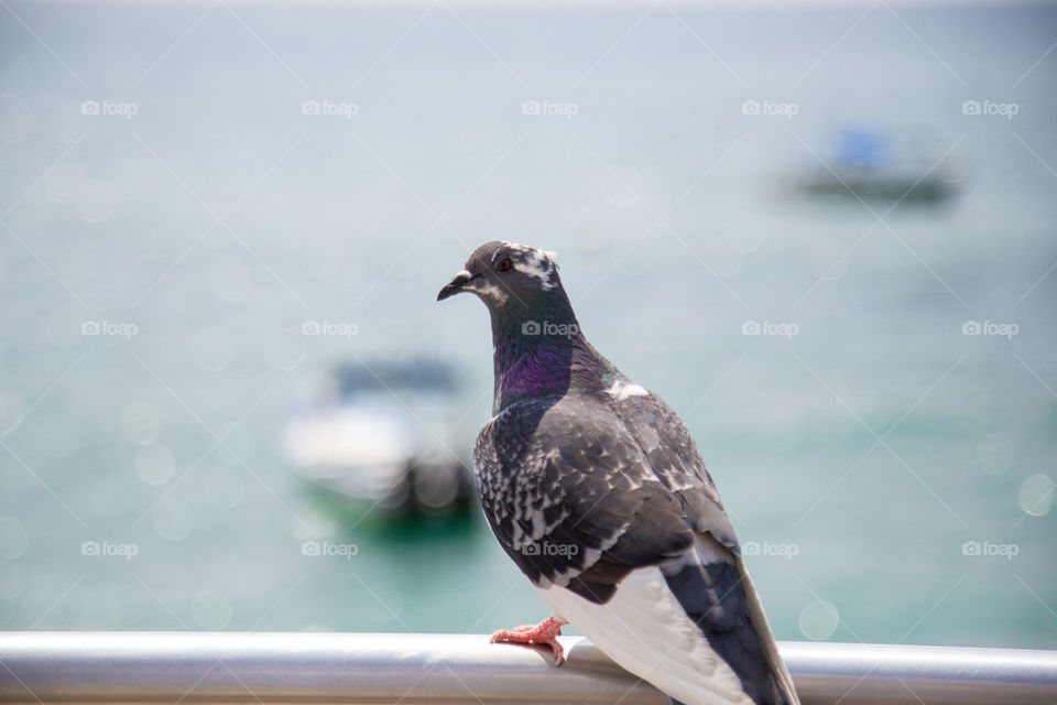 pigeon by the ocean