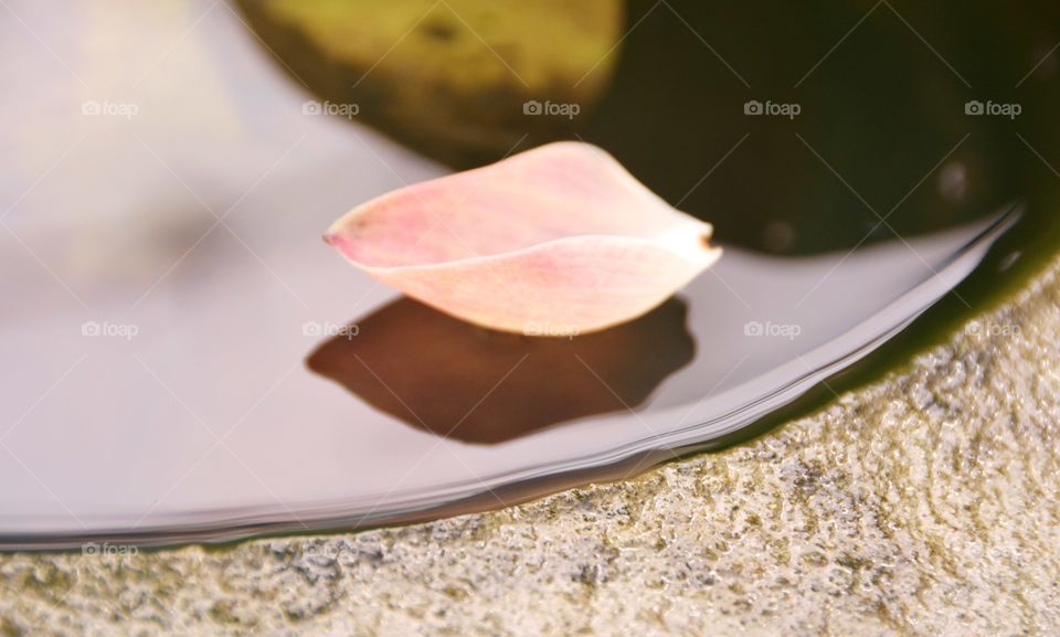 Petal of the lotus blossom float on the water