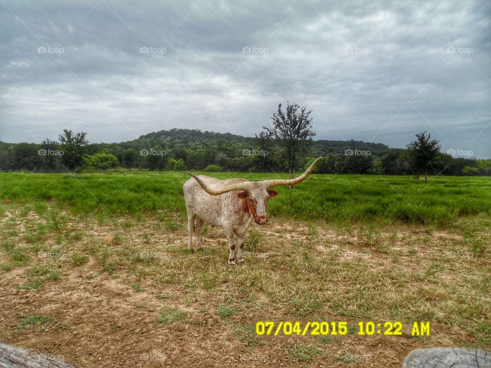 Texas longhorn π. This is a picture of a Texas longhorn with extra long horns. π£ πΆ π π₯ π¨ I saw this steer at wildcatter ranch