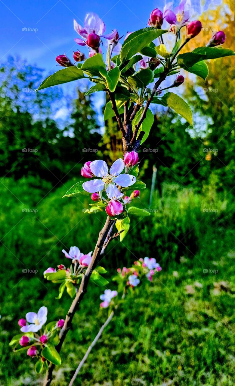 fruits tree in my garden