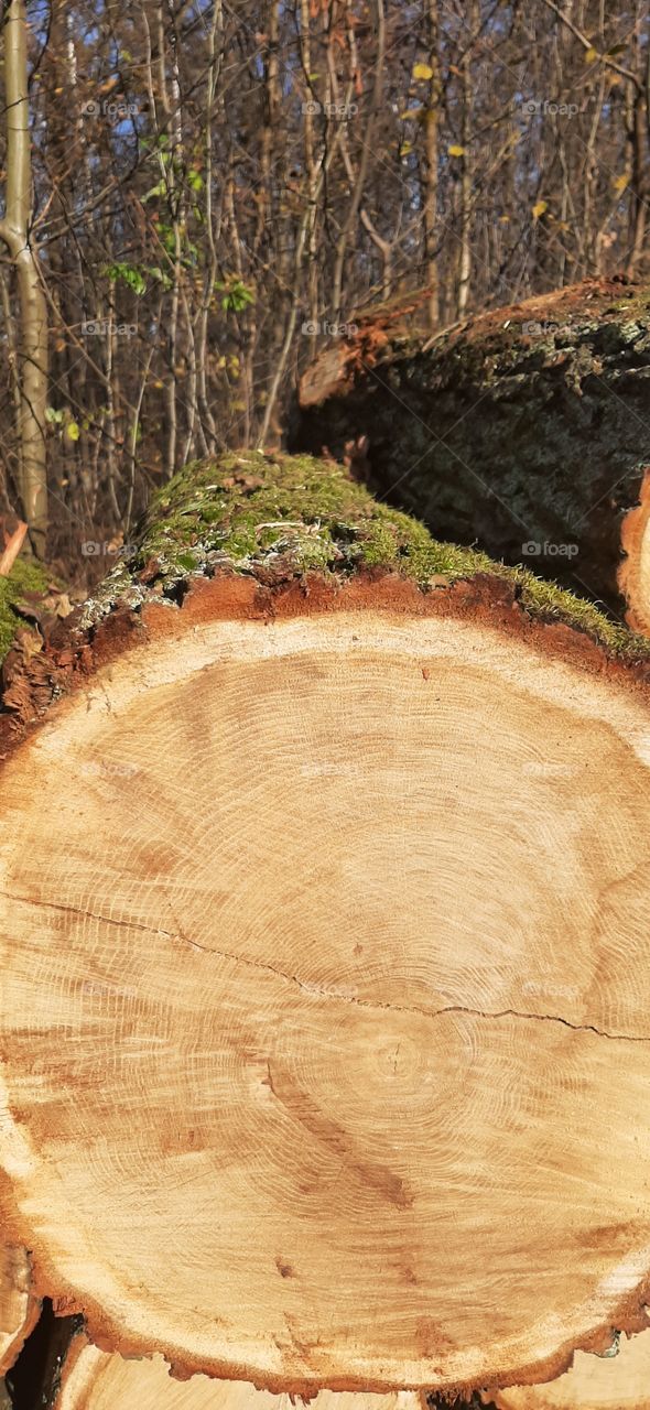 Big tree trunk with moss in the forest