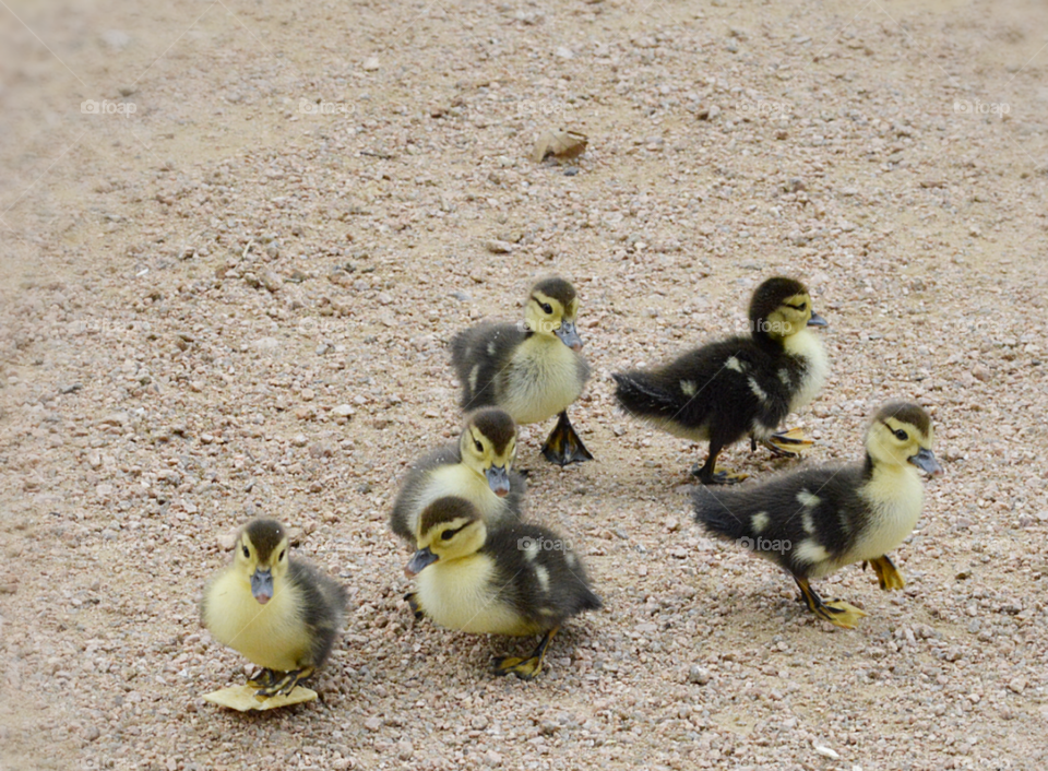 Duckings Race; We had gone to a park and threw crackers to feed them and three ducklings ran as fast as they could to the cracker, but the other three got distracted.