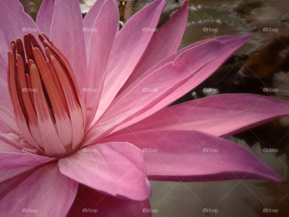 Waterlily 3