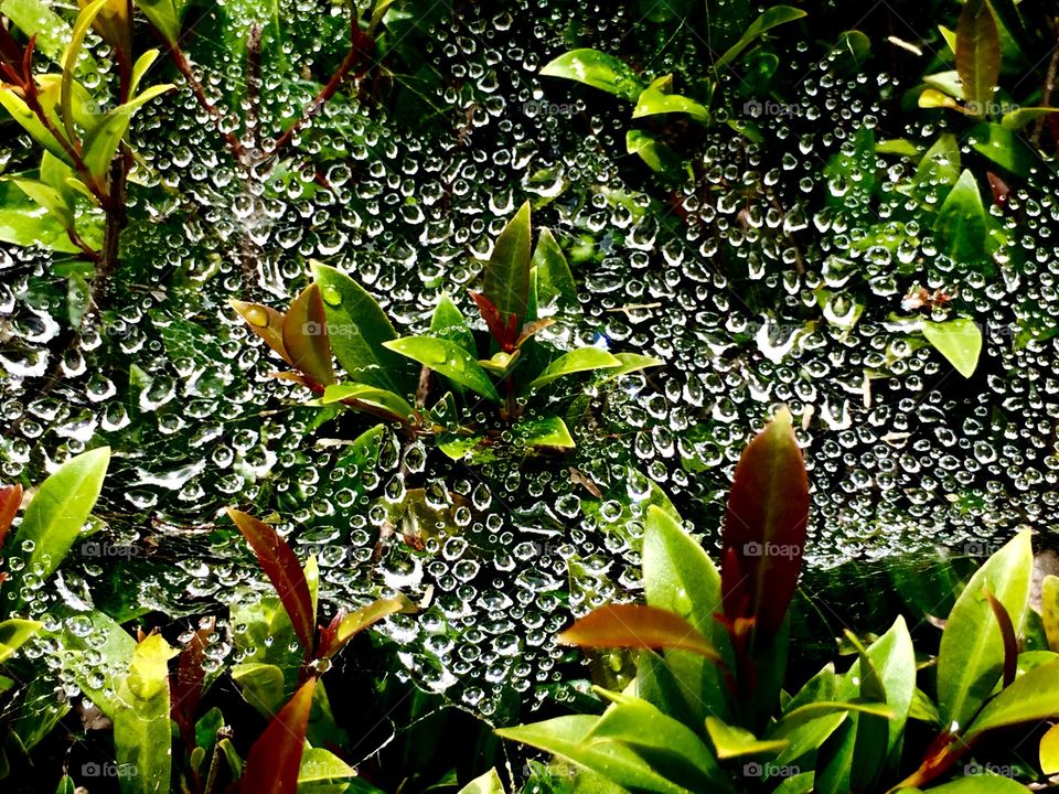 Raindrops on cobweb